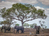 เมล็ดพันธุ์ มารูลา ช้างเมา แอฟริกัน มารูล่า African Marula ต้นช้างเมา จากโปรตุเกส