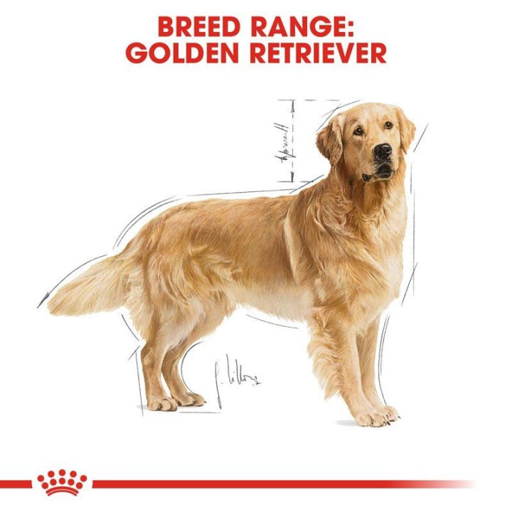 ส่งฟรี-royal-canin-golden-retriever-adult-12kg-อาหารเม็ดสุนัขโต-พันธุ์โกลเด้น-รีทรีฟเวอร์-อายุ-15-เดือนขึ้นไป