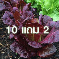 10 แถม 2 ?เรดคอส?ถูกที่สุด 7 บ.?เมล็ดพันธุ์สลัดเรดคอส?100 เมล็ด?งอกง่าย โตไว☘️พุ่มใหญ่?ทานอร่อย