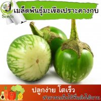 เมล็ดพันธุ์ มะเขือเปราะคางกบ (Round eggplant) 200++เมล็ด ปลูกง่าย ปลูกได้ทั่วไทย #เมล็ดผัก