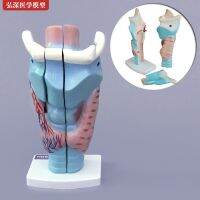 Laryngeal anatomic model body Long throat throat vocal structure of thyroid gland enlarged mold ent medical teaching