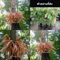 สูง50-60cm (1ต้น) ดอก ต้น จำปาขอม ต้นจำปาขอม ดอกจำปาขอม / ไม้แปลก