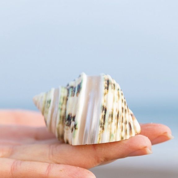 readystock-natural-shell-conch-trimming-green-top-shell-creative-home-decorations-fish-tank-aquarium-landscaping-green-ocean-souvenir-yy