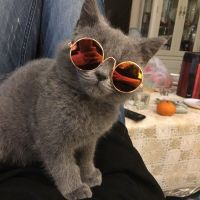 ZZOOI Cute Pet Cat Sunglasses Small Dog Glasses Pet Products for Little Dog Cat Eye-Wear Dog Sunglasses Photos Kitten Pet Accessories