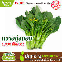 เมล็ดพันธุ์กวางตุ้งดอก 1,000เมล็ด อัตราการงอก95%(แถมฟรี!!!เมล็ดดอกทานตะวัน)ปลูกง่าย เมล็ดคุณภาพ เก็บไว้ได้1ปี