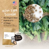 เมล็ดผักนำเข้า ปวยเล้ง Asian Spinach ใบแหลมก้านยาว (F1) คนไทยส่วนใหญ่เรียกผักชนิดนี้ว่าผักโขม