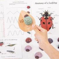 [ตลก NaiNaiKei]Montessori คณิตศาสตร์ของเล่นสัตว์ L Adybug วงจรชีวิตแมลง L Adybug การศึกษาไม้นับการเรียนรู้ดิจิตอล1-10การศึกษา3ปี