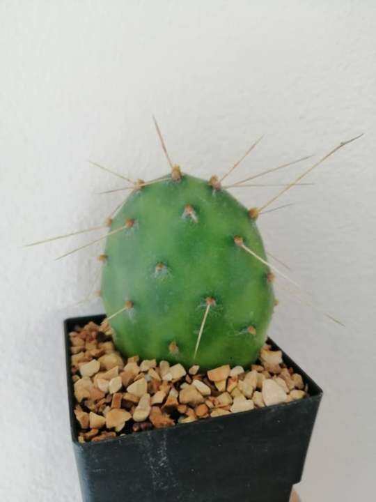 โอพันเทีย-opuntia-ทูน่า-ส่งต้นพร้อมกระถาง