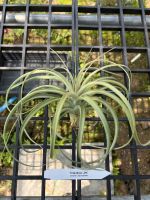 Tillandsia ’Jes’  (exserta x brachycaulos)