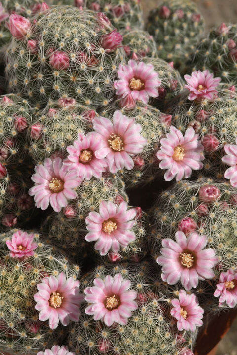 30-เมล็ด-ขนนกเหลืองดอกชมพู-แมมขนนกเหลือง-mammillaria-schiedeana-เมล็ดกระบองเพชร-แคคตัส