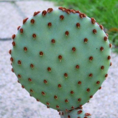 PROMOTION (hongtg)เพชรไม้ลำ แคคตัส cactus Opuntia rufida หรือ Blind Prickly Pear 6-8cm/10-12 HOT ต้นไม้ ฟอก อากาศ กระถาง ต้นไม้ ไม้ ประดับ ต้นไม้ ปลูก ใน บ้าน