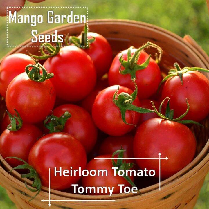 Heirloom Tommy Toe Tomato Seeds *Pot Friendly* Tanam Pasu Tomato