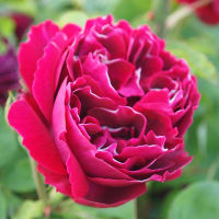 10 เมล็ดพันธุ์ Hybrid Perpetual Rose Seeds พันธุ์นอก ดอกใหญ่ ไม้ยืนต้น สายพันธุ์ Baron Girod de L’Ain ออกดอกสีแดง