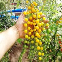 เมล็ดพันธุ์ มะเขือเทศ เคอเร้น เยลโล่ (Current Yellow Tomato Seed) บรรจุ 30 เมล็ด คุณภาพดี ราคาถูก ของแท้ 100%