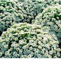 เมล็ดพันธุ์ อลิสซั่ม Alyssum / Carpet of Snow สีขาว 1,600 เม็ด จากอังกฤษ