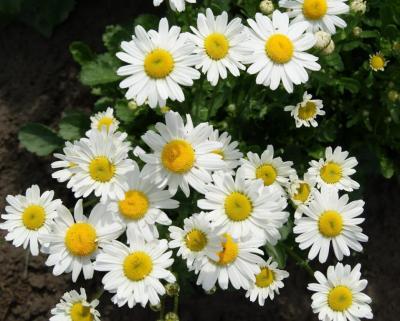 เมล็ดพันธุ์ Garden Chrysanthemum leucanthemum ox eye daisy white breeze 100 เมล็ด เมล็ดพันธุ์ Garden นำเข้าจาก อังกฤษ