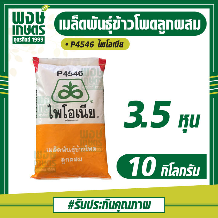 เมล็ดพันธุ์ข้าวโพดลูกผสม-ไพโอเนีย-p4546-ขนาด-3-5หุน-10-kg-ข้าวโพด-ผัก-เมล็ดพันธุ์พืช-ผักสวนครัว-พรรณไม้-พงษ์เกษตรอุตรดิตถ์