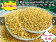 Hạt kê vàng, thức ăn cho chim cảnh, Yến Phụng, Vẹt, cu gáy, Hamster