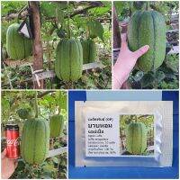 เมล็ดพันธุ์ บวบหอมแอปเปิ้ล Apple Luffa Seed 10 เมล็ด คุณภาพดี ราคาถูก ของแท้