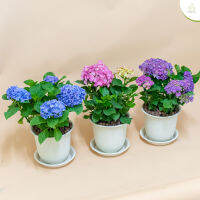 Treeno.9 T151 ไฮเดรนเยีย สายพันธุ์ Early Blue (Hydrangea) กระถาง 8 นิ้ว / สูง 40-60 ซม. / ไม้ประดับ ไม้ดอก ไม้พุ่ม (ต้นไม้)