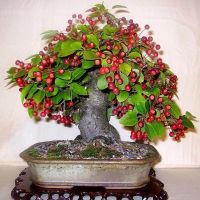 10 เมล็ด เมล็ดเชอร์รี (Cherry) Cherry Bonsai tree Seeds  อัตราการงอก 70-80%  ปลูกในกระถางได้