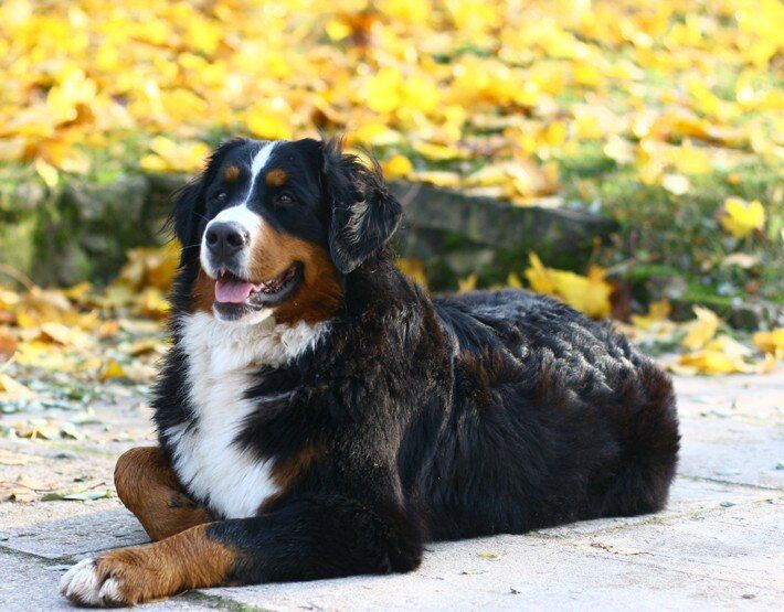 มาใหม่-puppy-bernese-mountain-dog-artwork-crystal-beads-art-เหมาะสำหรับตกแต่งบ้านและผู้ที่ชื่นชอบศิลปะ