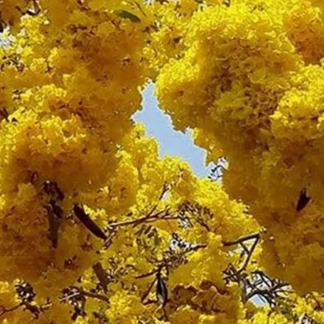 ต้นเหลืองปรีดียาธร-yellow-pridiyathorn-3ต้นขนาด15-20ซม