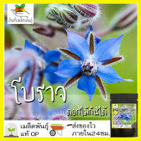 เมล็ดพันธุ์ โบราจ (ดอกไม้กินได้) 100 เมล็ด Borage seed เมล็ดพันธุ์แท้ นำเข้าจากต่างประเทศ ปลูกผัก สวนครัว ดอกใบทานได้