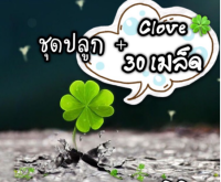 เมล็ดพันธุ์?เมล็ดเก็บสด?ชุดปลูกต้น”โคลเวอร์”(Clover)?ใบไม้นำโชค