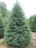 10/ชุด เมล็ดพันธุ์ Picea glauca white spruce