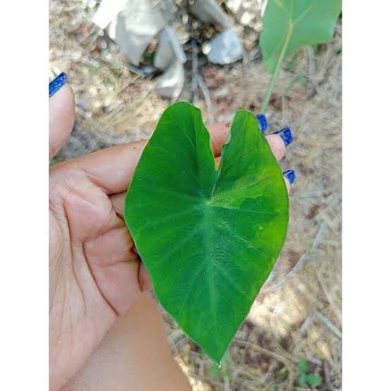 บอนนาด่าง-ก้านดำ-ด่างๆ-colocasia-esculenta-aquatilis-hasskvariegated-บอนนาไทยด่าง-siam-ด่างสวยงามมาก-1-ต้น-แพ็ค