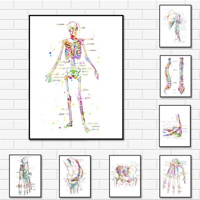 Medical สีน้ำ Art Foot Hand Skeleton ไหล่อุ้งเชิงกรานเข่าผ้าใบพิมพ์โปสเตอร์สำหรับ Medical Office Living ห้องนอนตกแต่งบ้านยอดนิยม Anatomy Art