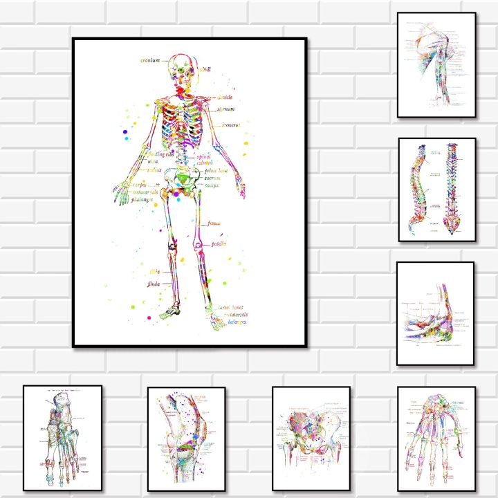 medical-สีน้ำ-art-foot-hand-skeleton-ไหล่อุ้งเชิงกรานเข่าผ้าใบพิมพ์โปสเตอร์สำหรับ-medical-office-living-ห้องนอนตกแต่งบ้านยอดนิยม-anatomy-art