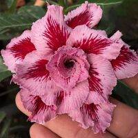 10 เมล็ด. เมล็ดพันธุ์ Seeds ชวนชม สายพันธุ์ไต้หวัน สีม่วง Adenium Seeds กุหลาบทะเลทราย Desert Rose ราชินีบอนไซ มีคู่มือปลูก นำเข้าจากไต้หวัน