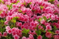 15 เมล็ดพันธุ์ กุหลาบพันปี ต้นโรโดเดนดรอน Azalea Rhododendron flower Seed อัตราการงอกของเมล็ด 80-85%