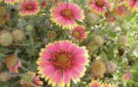 เมล็ดพันธุ์ ดอกเดือนฉาย 50 เมล็ด เกลลาเดียร์ Blanketflower Gaillardia เดือนฉาย ราคาถูกปลูกง่าย ดอกสวยมากซื้อ [ไม่ใช่พืช! เป็นเมล็ดพันธุ์] [คลังสินค้าจุด][ขายตรงจากโรงงาน][ของแท้อย่างเป็นทางการ][โปรโมชั่นลดราคา][50 เมล็ดพันธุ์][เมล็ดผลไม้][เมล็ดพันธุ์ผัก][