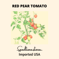 มะเขือเทศลูกแพร์สีแดง Red Pear Tomato