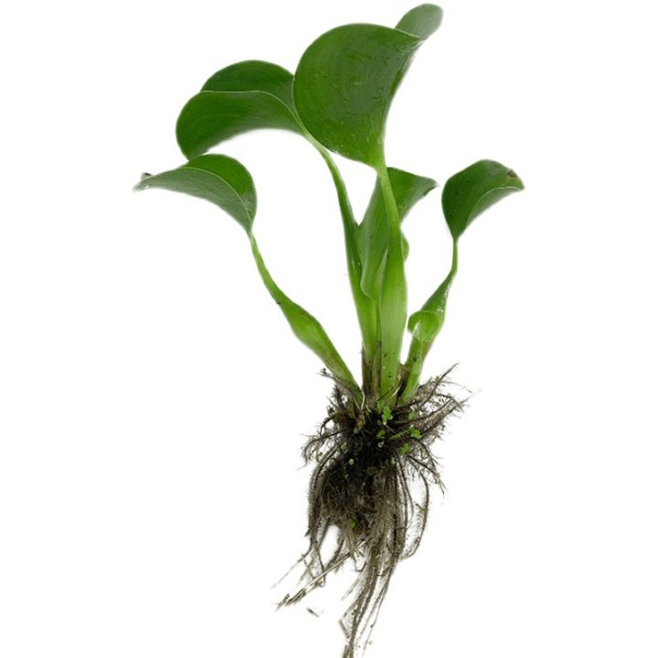 TT-PET Aquarium Decorations Water hyacinth, water hibiscus, duckweed ...