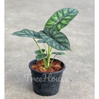 ( โปรสุดคุ้ม... ) อโลคาเซีย ดราก้อนสเกล 2 ไซส์ (Alocasia dragon scale) ราคาถูกสุด พรรณ ไม้ น้ำ พรรณ ไม้ ทุก ชนิด พรรณ ไม้ น้ำ สวยงาม พรรณ ไม้ มงคล