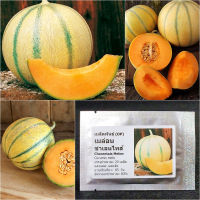 เมล็ดพันธุ์  เมล่อน ชาเลนไทส์ Charentais Melon Seed 20 เมล็ด ของแท้ เมล็ดพันธุ์พืช ผักสวนครัว เมล็ดพันธุ์ผัก