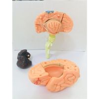 Educational toy assembled model brain brain assembled model use medicine