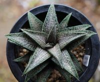 50 เมล็ดพันธุ์ เมล็ด ซักคิวเลนต์ หรือ ไม้อวบน้ำ กระบองเพชร ฮาโวร์เทีย (Haworthia) Succulent seeds อัตราการงอก 80-85%