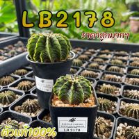 แคคตัสต้นยิมโน LB2178 ตัวแท้ 100% ( ต้นกระบองเพชร Gymnocalycium mihanovichii LB2178 Agua Dulce )