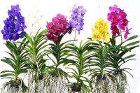 30 เมล็ดพันธุ์ Home Plant Seed เมล็ดกล้วยไม้ ฟาแลนนอปซิส (Phalaenopsis Orchids) Orchid flower Seed อัตราการงอกของเมล็ด 80-85%