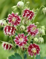 20 เมล็ดพันธุ์ เมล็ด ดอกโคลัมไบน์ (Columbine) เป็นดอกไม้ประจำรัฐ Colorado Columbine flower Seed อัตราการงอกสูง 80-85%