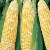 เมล็ดพันธุ์ ข้าวโพดหวาน เซเรนดิพิตี้ (Serendipity Triple Sweet Corn F1 Seed) บรรจุ 20 เมล็ด