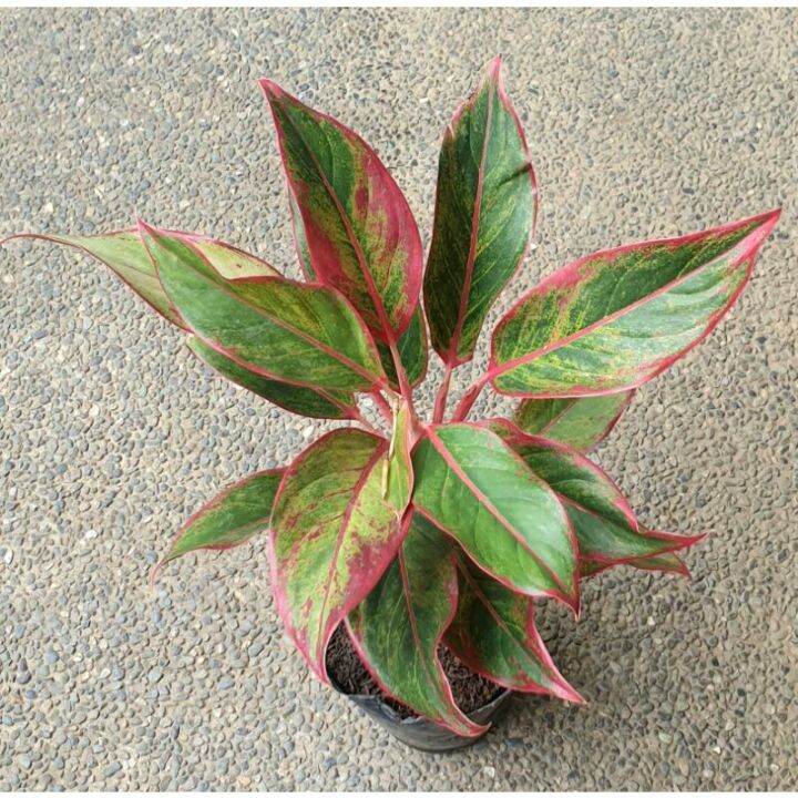 Aglaonema Red Siam Plants seeds | Lazada