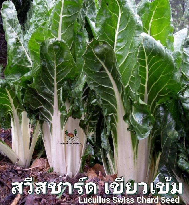 สวีทชาร์ด-เขียวเข้ม-swiss-chard-seed-เมล็ดพันธุ์สวิสชาร์ด-บรรจุ-20-เมล็ด-10-บาท