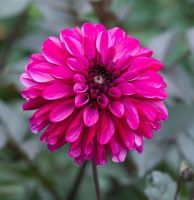 1 หัว/ออเดอร์ รักเร่ Dahlia Flower Bulb สายพันธุ์ PROFUNDO หัวรักเร่ ดอกไม้ หัวหน่อ เหง้า นำเข้า เนเธอร์แลน หัวสดใหม่