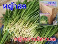 หญ้าสด หญ้าโปรตีนสูง (หญ้าหวานอิสราเอล) บรรจุ 3 กิโลกรัม ปลอดสาร